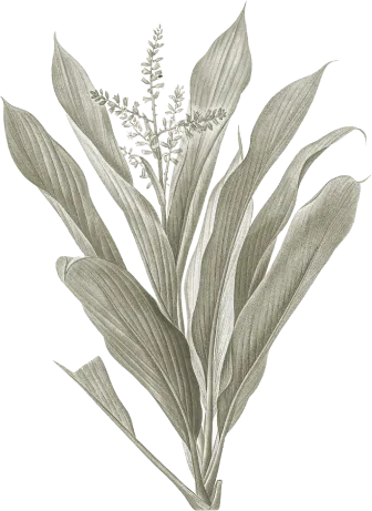 leaf-2