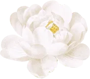 rose-white